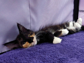 Mademoiselle Minette