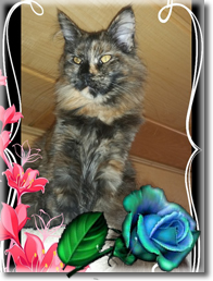 Curly-Sue PP of Crazy cuddly