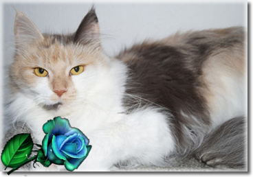 Curly-Sue PP of Crazy cuddly