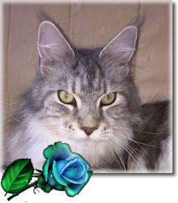 Chafervalley Saratoga