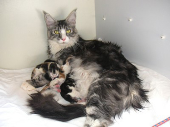 Utica mit ihren Babys
