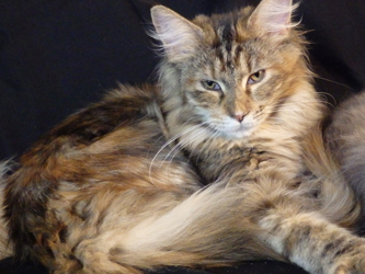 Karoline