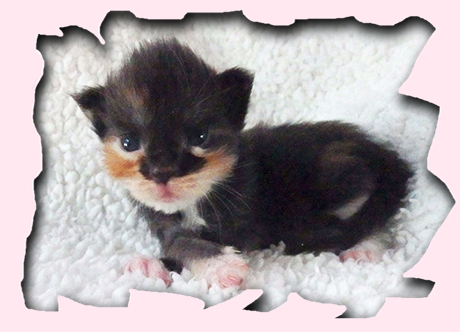 Mademoiselle Minette