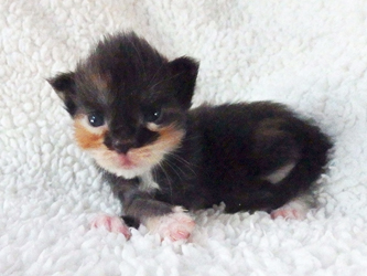 Mademoiselle Minette