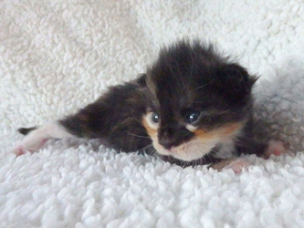 Mademoiselle Minette