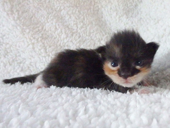 Mademoiselle Minette