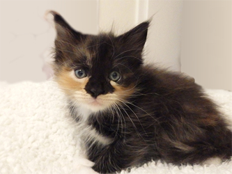 Mademoiselle Minette