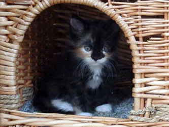 Mademoiselle Minette