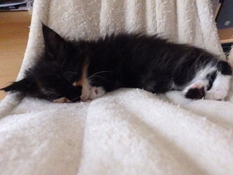 Mademoiselle Minette