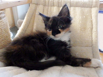 Mademoiselle Minette