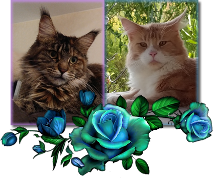 Lady Lilly + Mister Milow