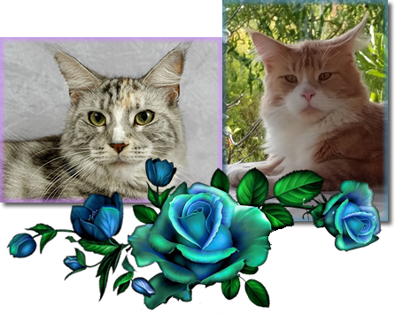 Lady Lilly + Mister Milow