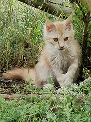 TaPPilo