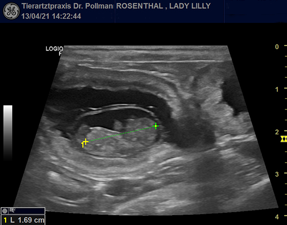 Trächtigkeitsultraschall
